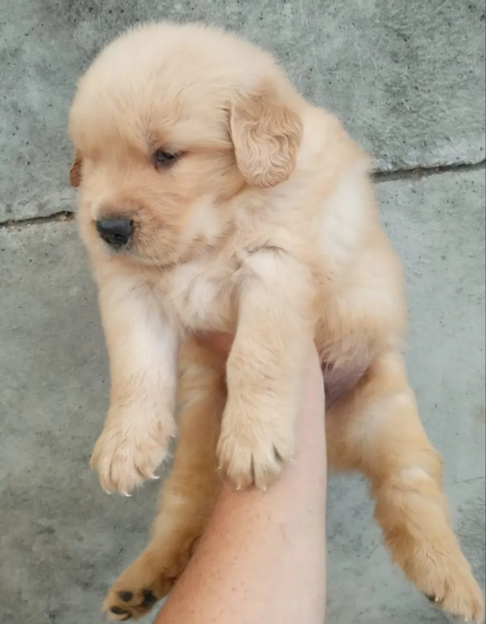 Bebês Golden retrivier