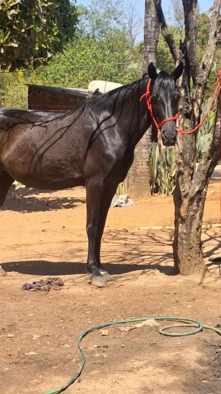 Égua Preta Marchadeira - Mangalarga  - Foto 5