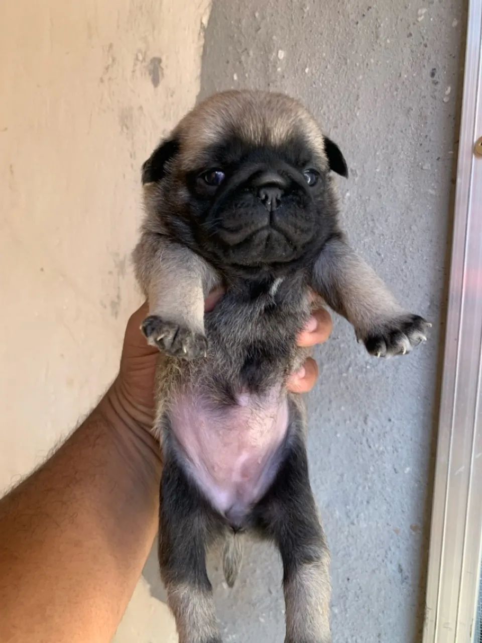 Filhotes de pug - Foto 3