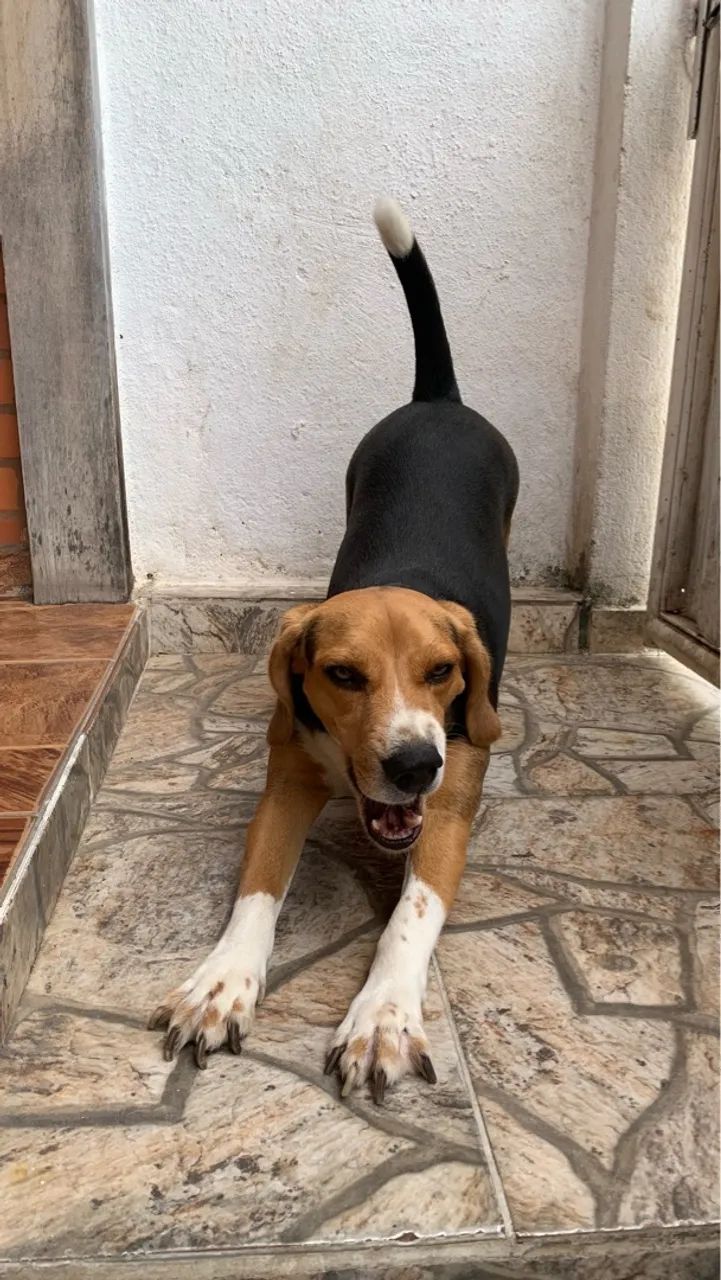 BEAGLE COM PEDIGREE | Casal Beagle  - Foto 5