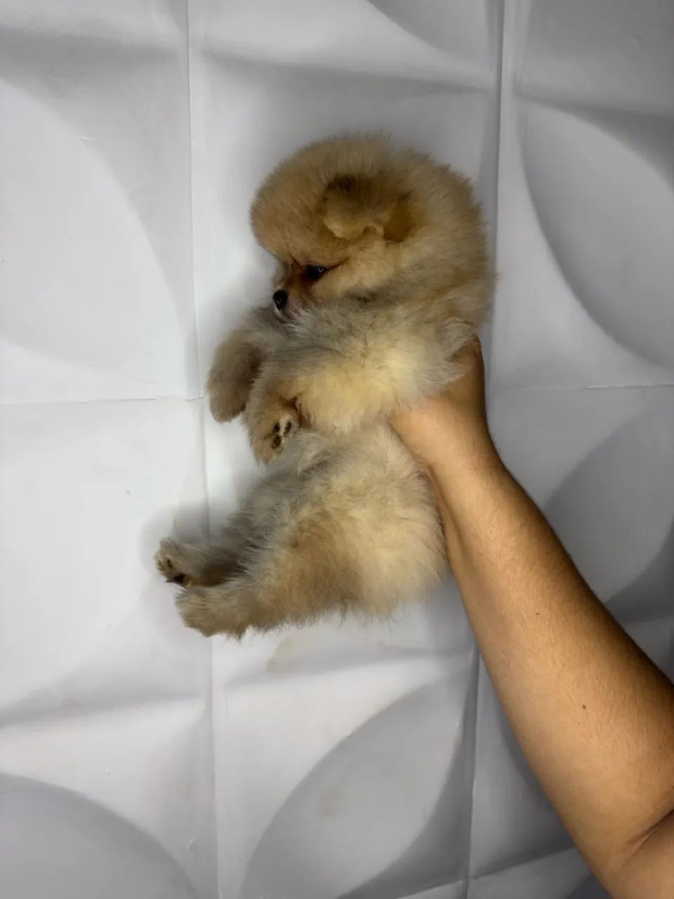 Filhote Spitz Alemão/Lulu da Pomerânia - Foto 4