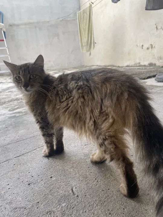 Gata fêmea castrada para adoção  - Foto 3