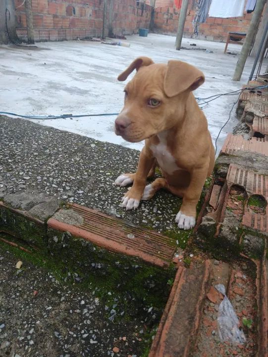 Vendo American Bully puro fêmea 