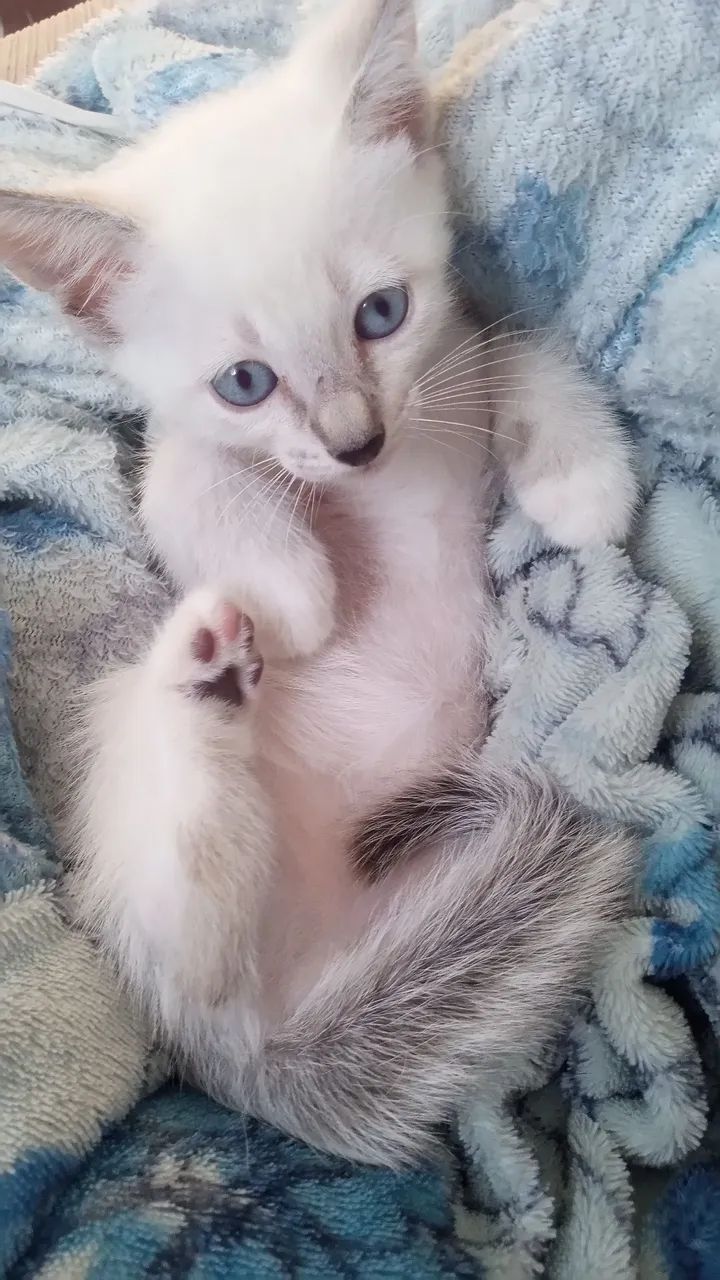 Gatinha branca de olhos azuis - disponível para adoção