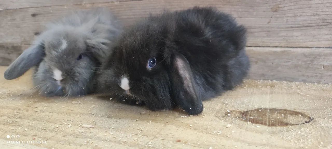 Lindos filhotes de coelhos  - Foto 5