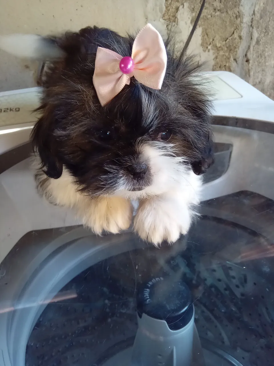 Shih Tzu fêmea