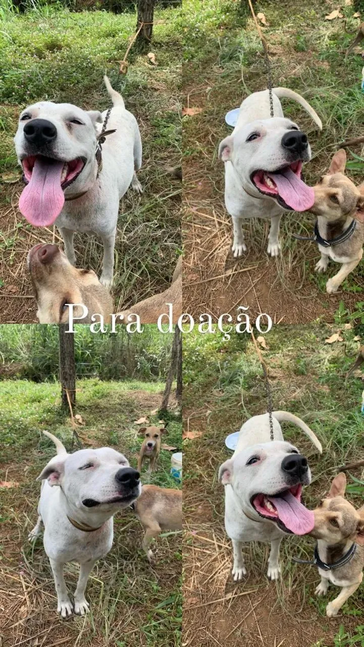 Cachorra adulta para doação