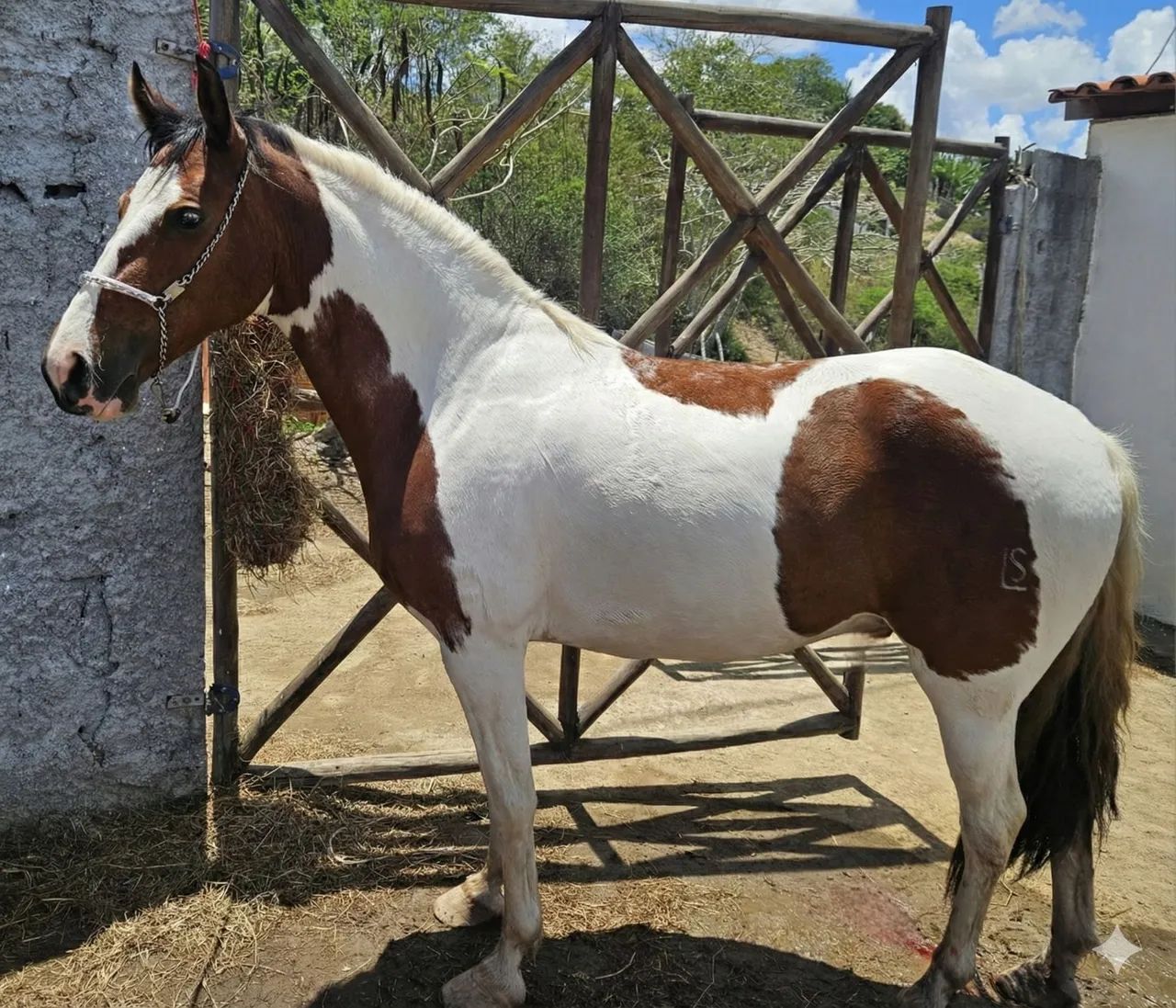 Cavalo