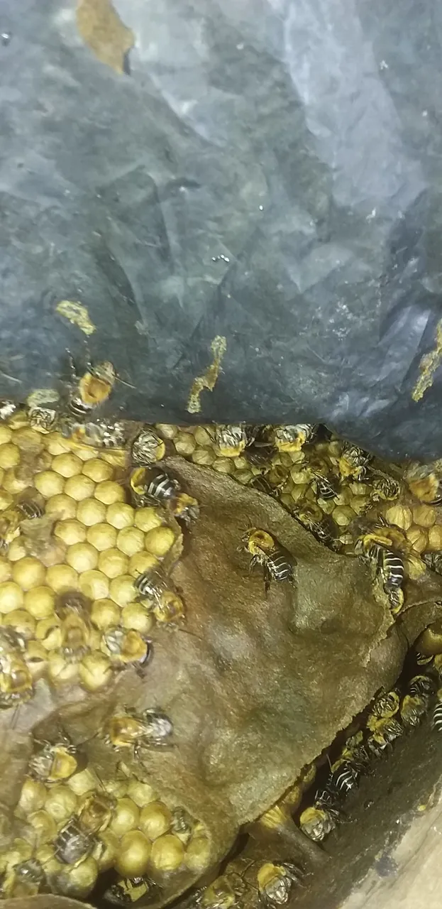 Colmeia de Abelhas Nativas Sem Ferrão