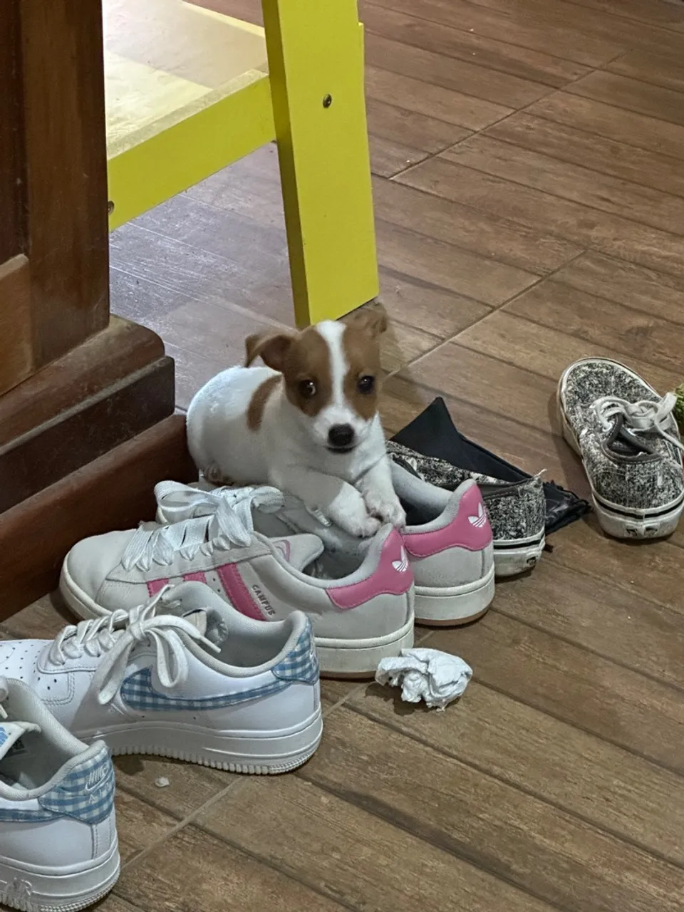 Filhote fêmea Jack Russel Terrier