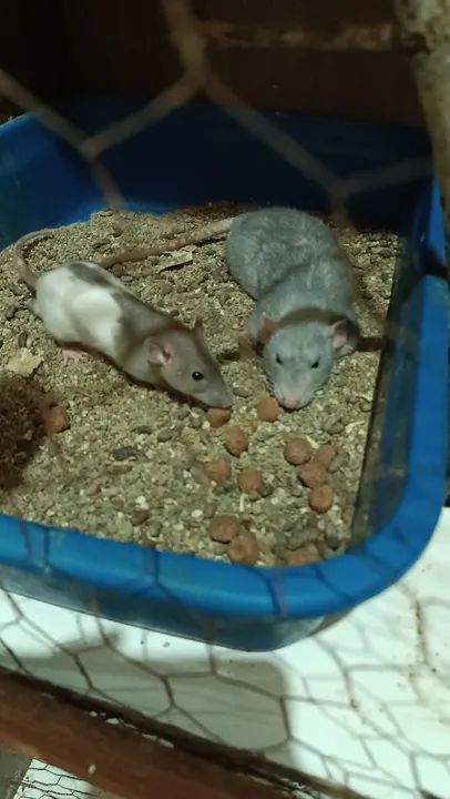 Doação ratos Twister adultos  - Foto 6