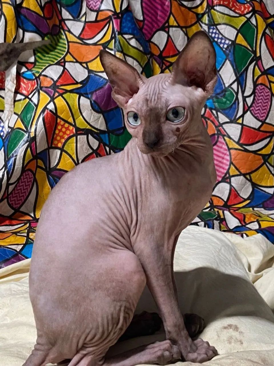 Gatinhos Sphynx( gato Egípcio)  - Foto 2