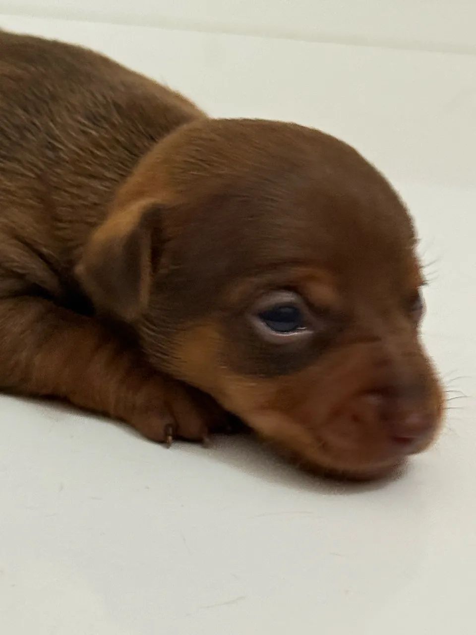 Filhotes de Pincher macho disponíveis  - Foto 4