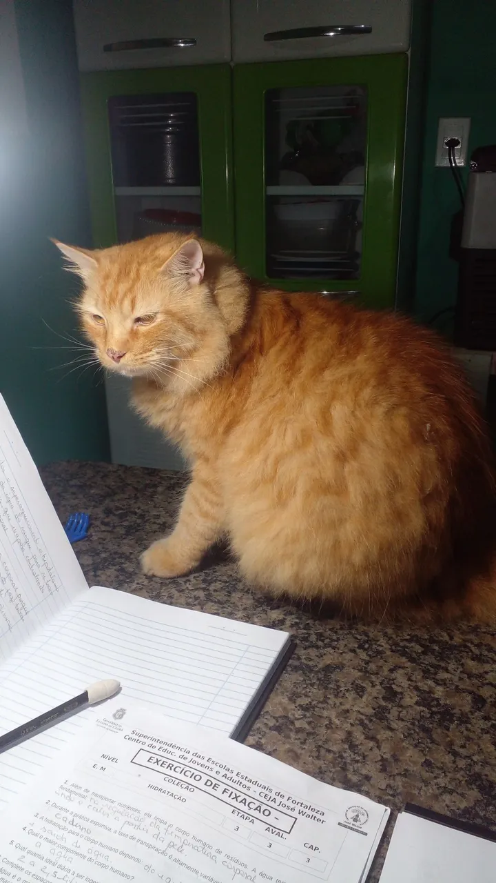 gato sumido.