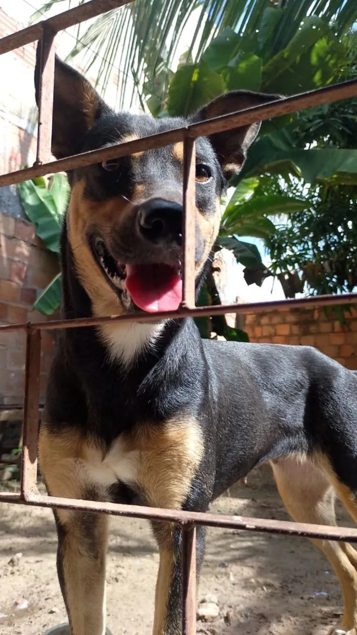 Cachorrinha adorável para adoção
