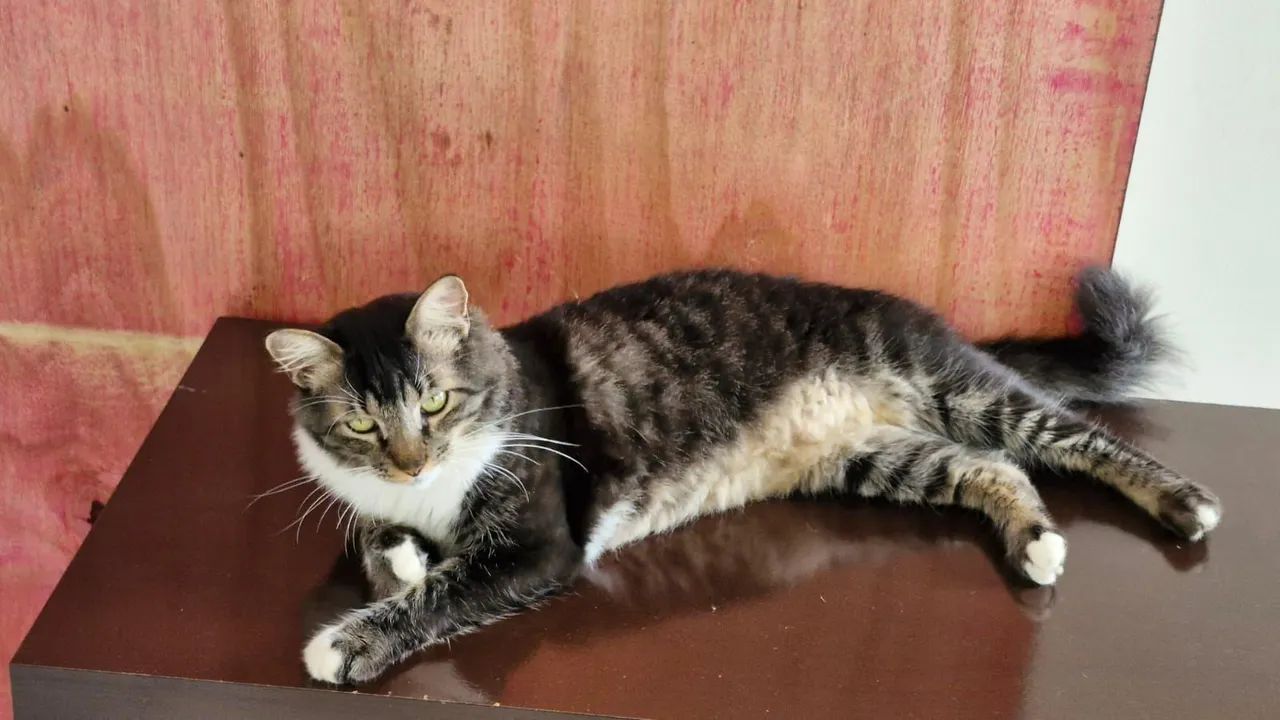 Adoção responsável ! LEIA O ANÚNCIO!!! - Foto 2