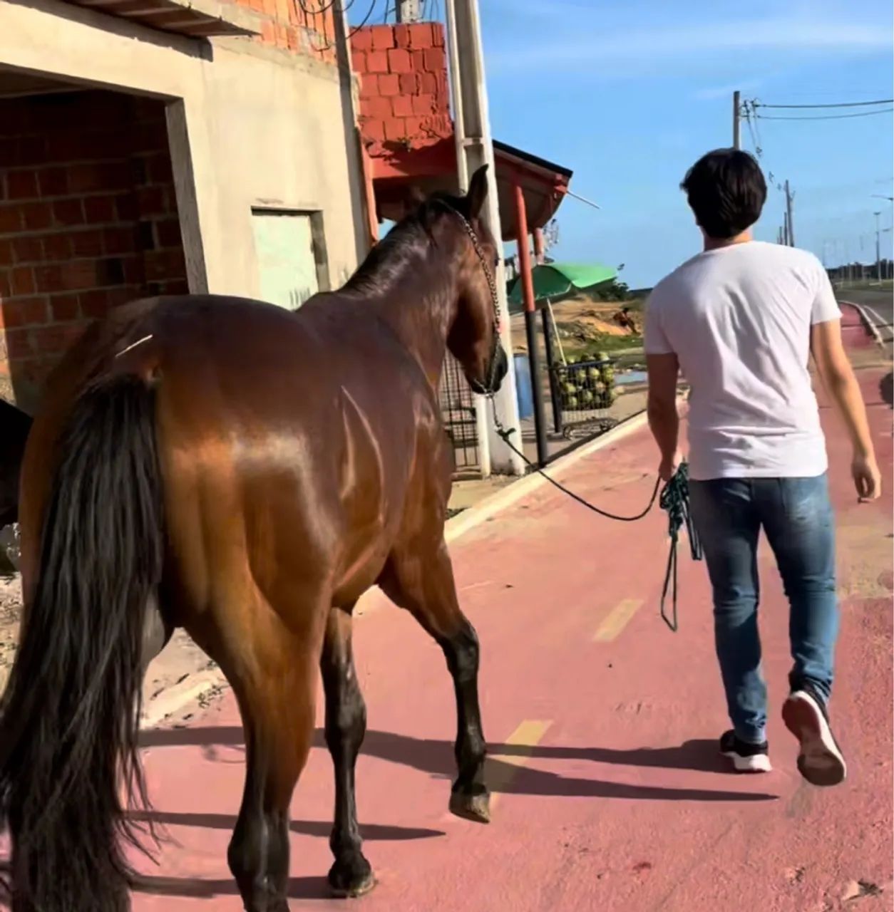 Cavalo quarto de milha - Foto 2