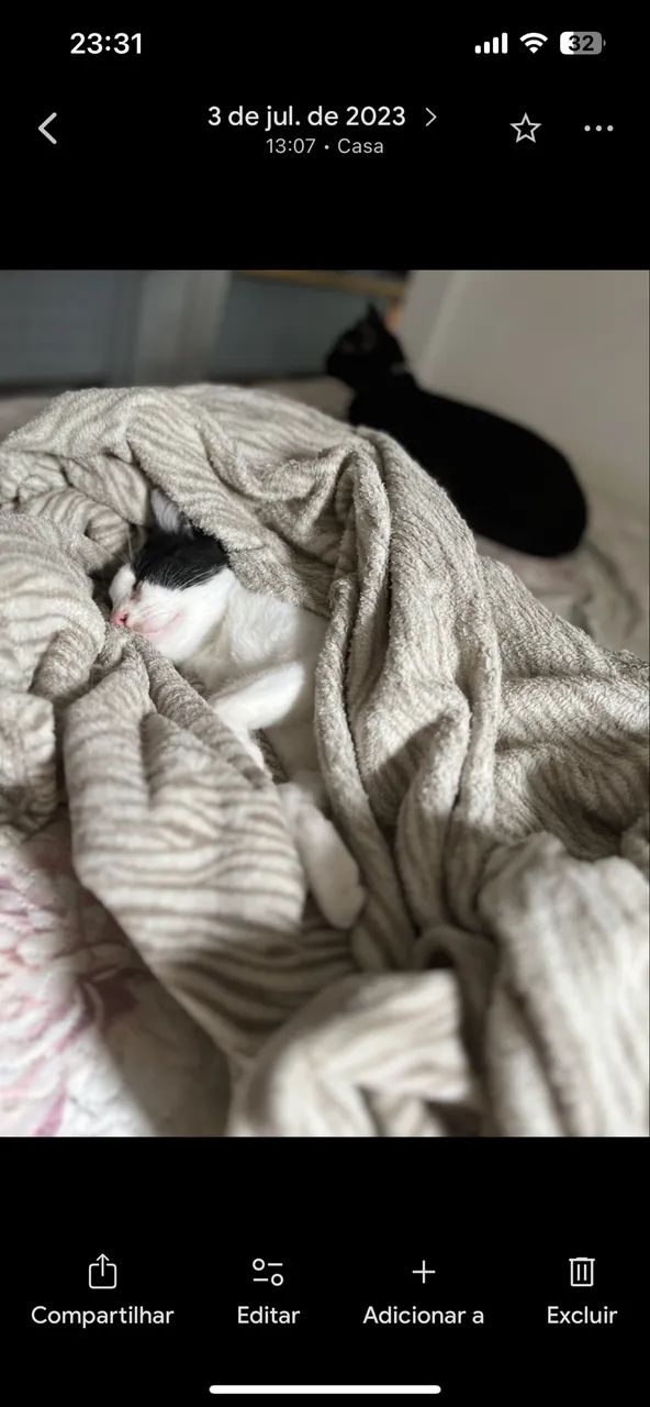 Adoção de Gatos - Foto 4