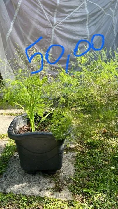 Palmeira Areca em vaso - Foto 6