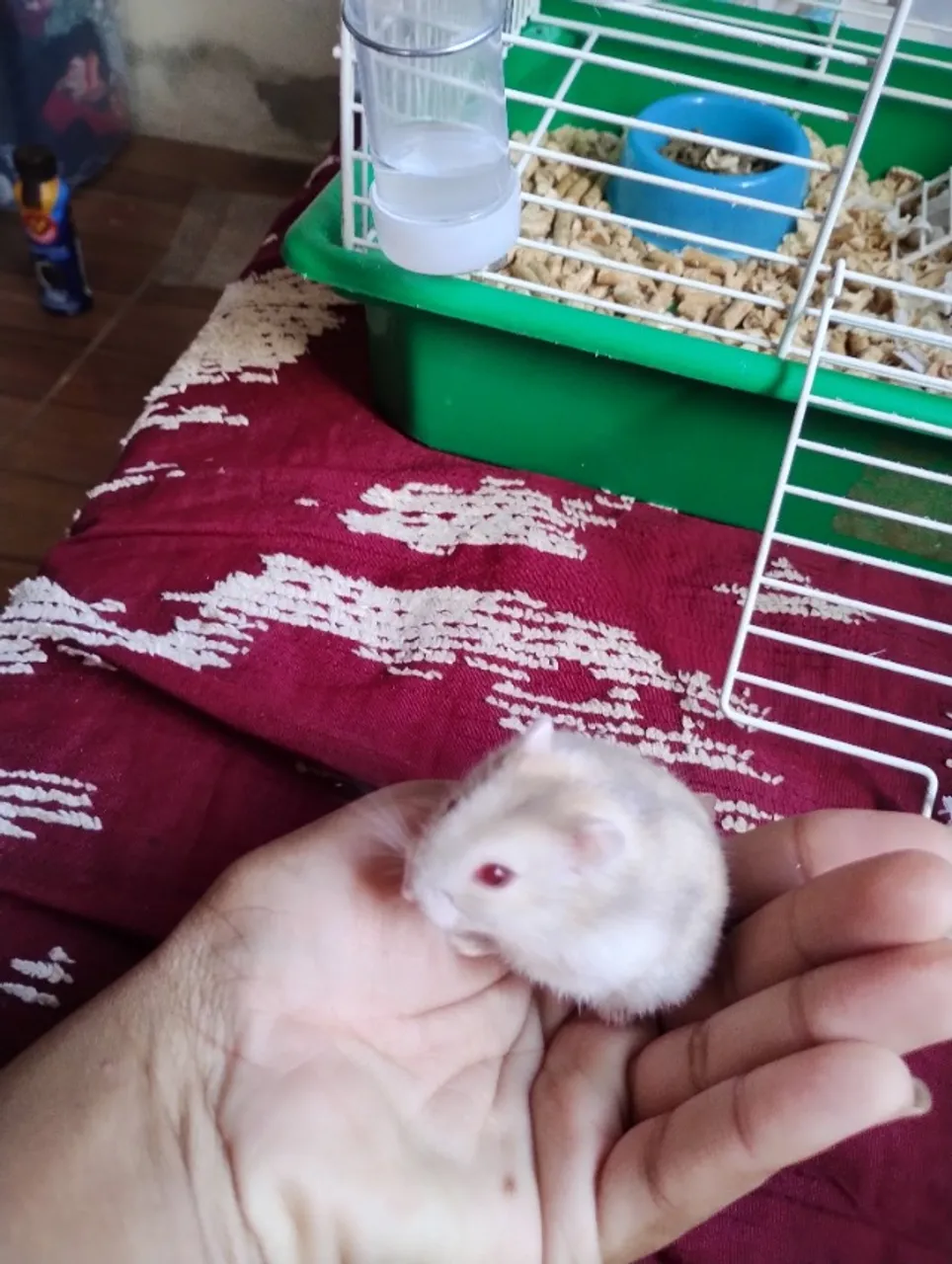 Vendo hamster anão russo argente