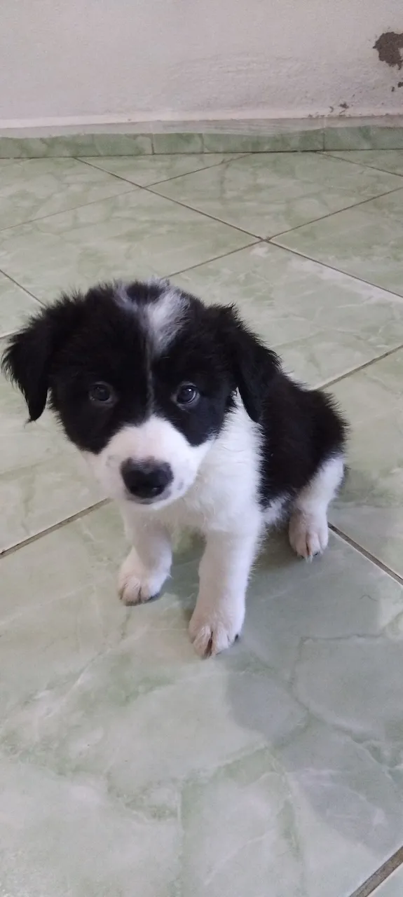 Filhote de Border Collie