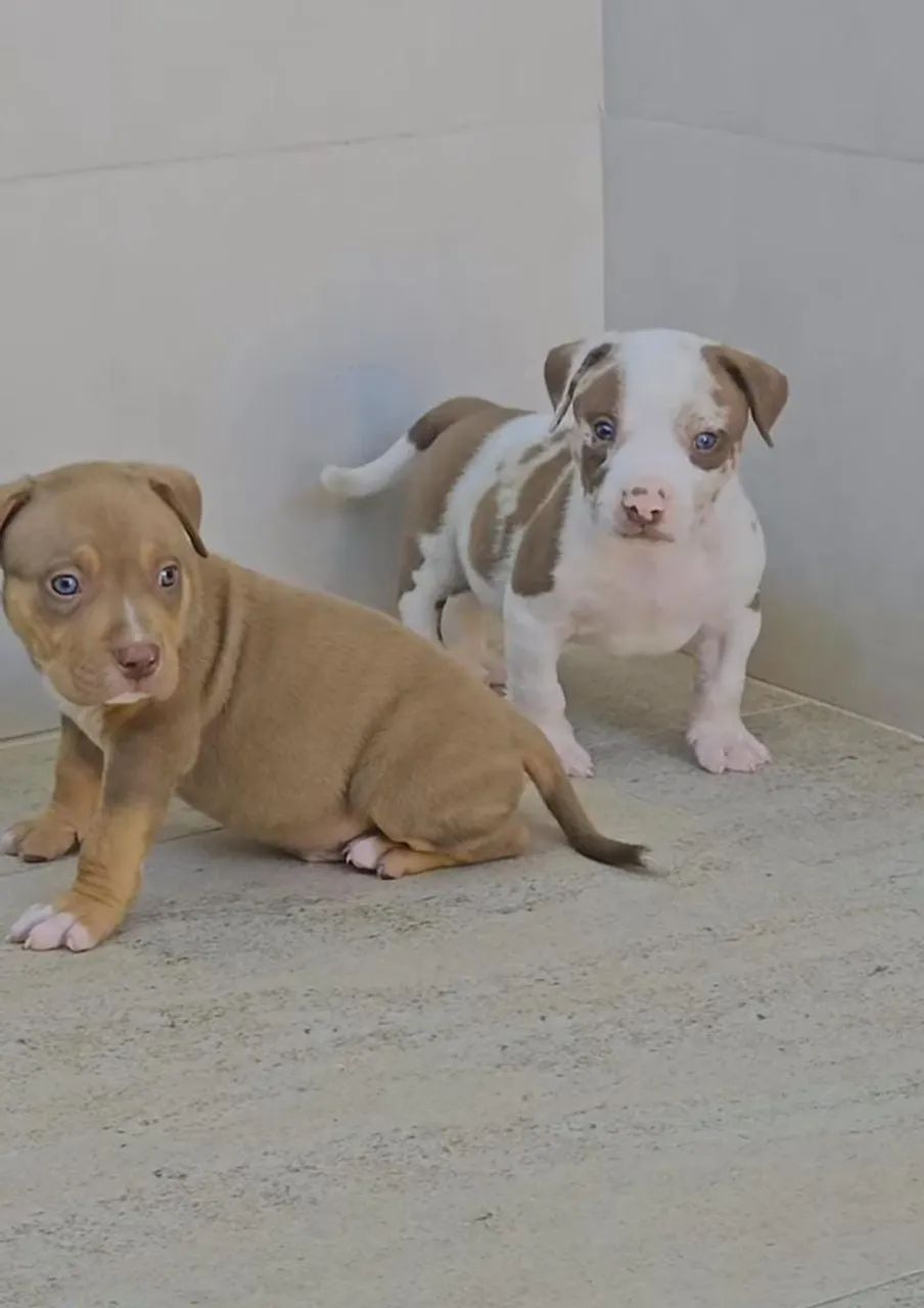Vendo Filhotes Pit Bull  - Foto 4