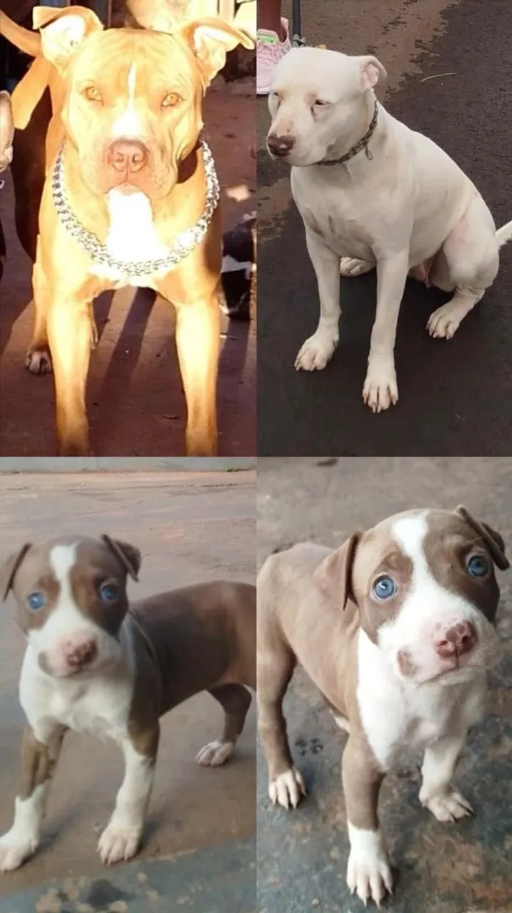 Filhotes de Pitbull "Puros"disponíveis para venda e pronto para vc levar pra casa 35 dias