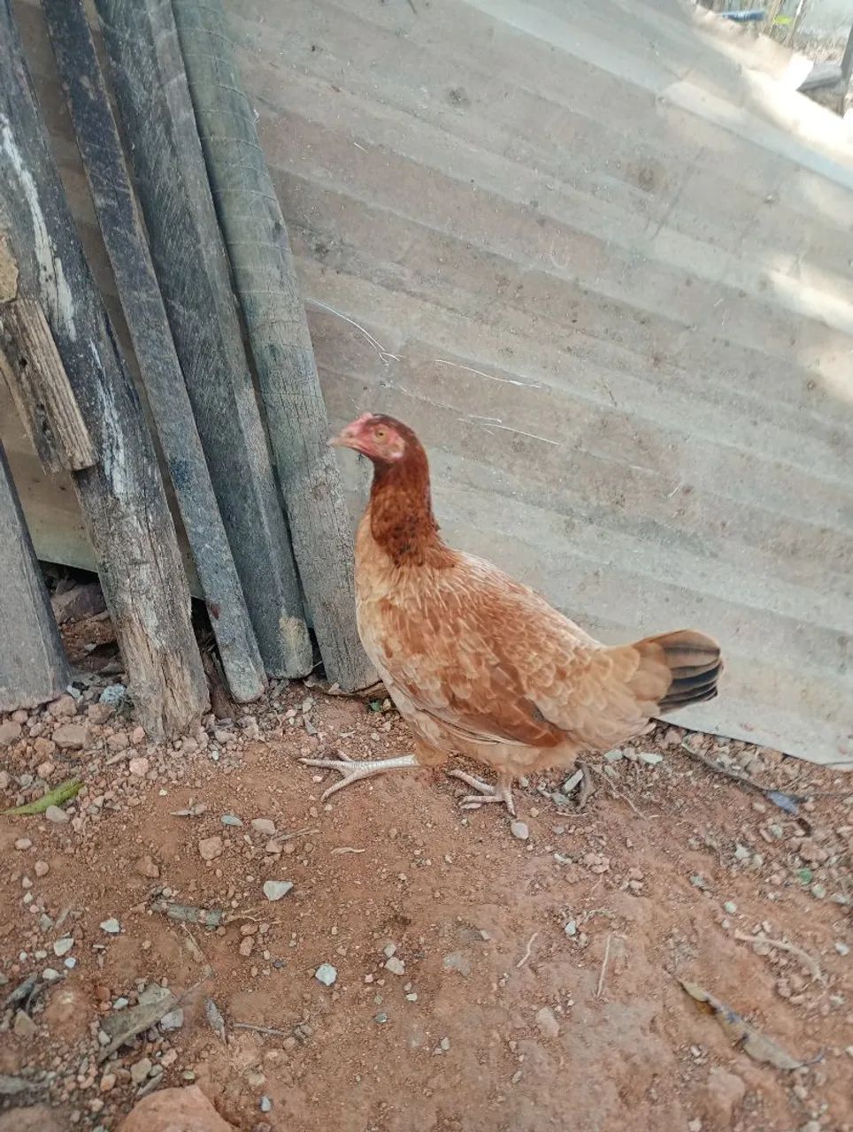 Vendo 4 Galinhas caipira  - Foto 6