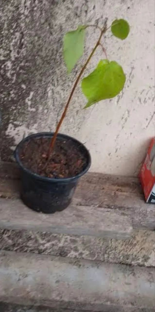 Muda de algodão 