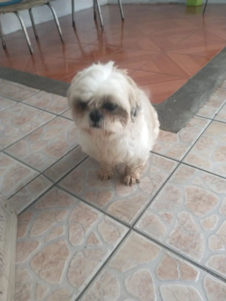 Shitzu  - Foto 2