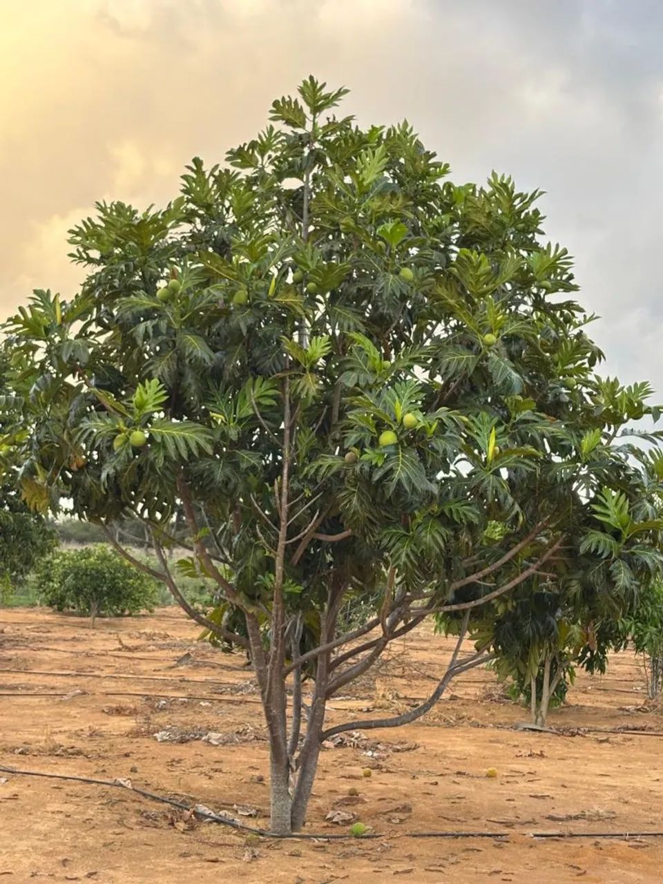 Fazenda em Morro Do chapeu  - Foto 5