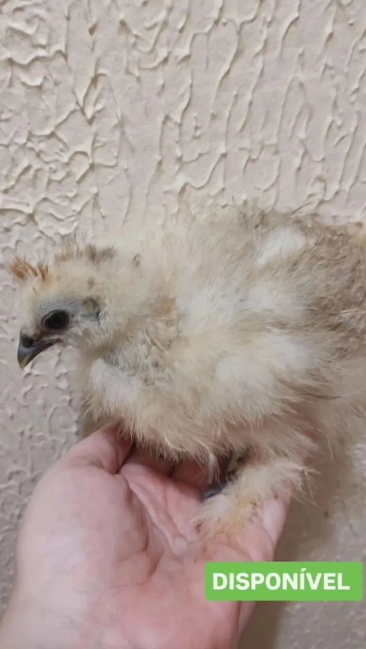 Pintinho de Galinha Sedosa - Foto 5