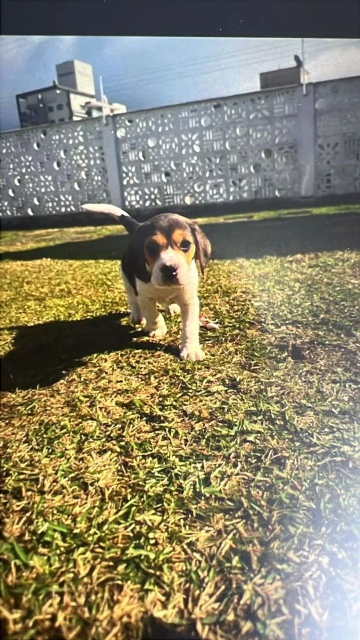 Cachorro - Foto 4