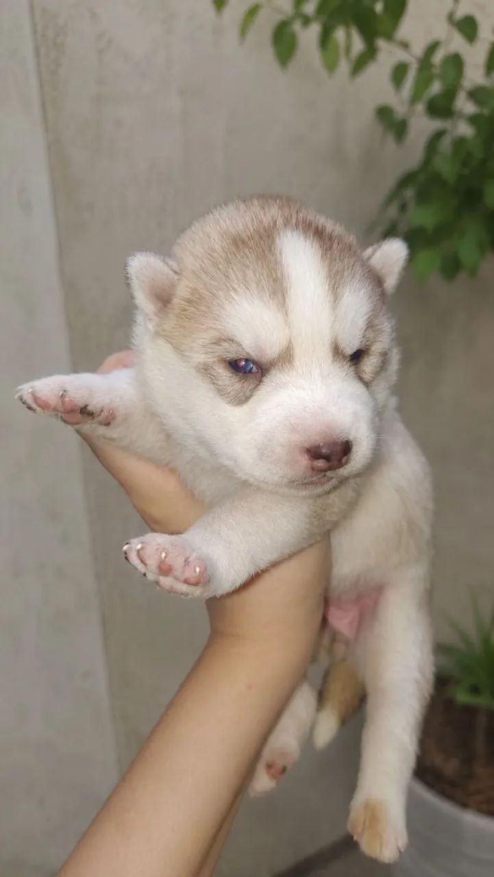 Husky Siberiano Fêmea  - Foto 5
