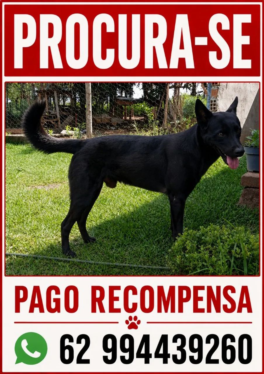 Desaparecido dou recompensa  - Foto 2