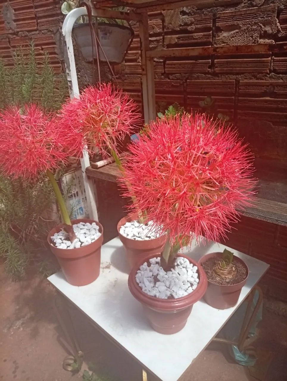 Flor  - Foto 2