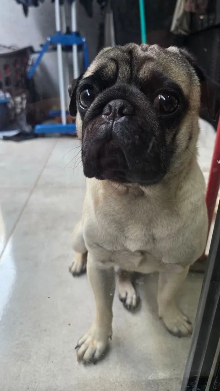 Pug - Foto 3