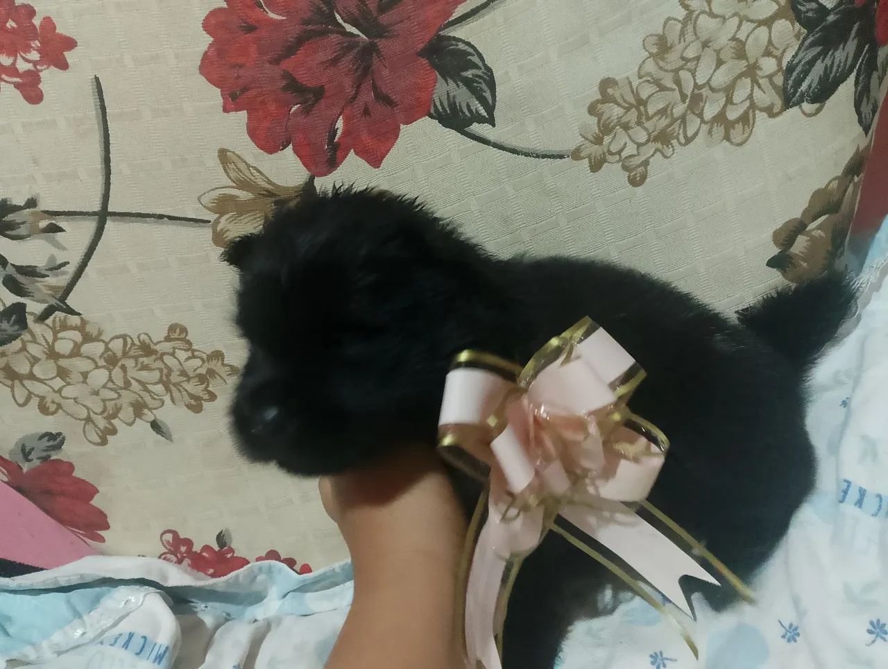 Lindos// Chow Chow  - Foto 2