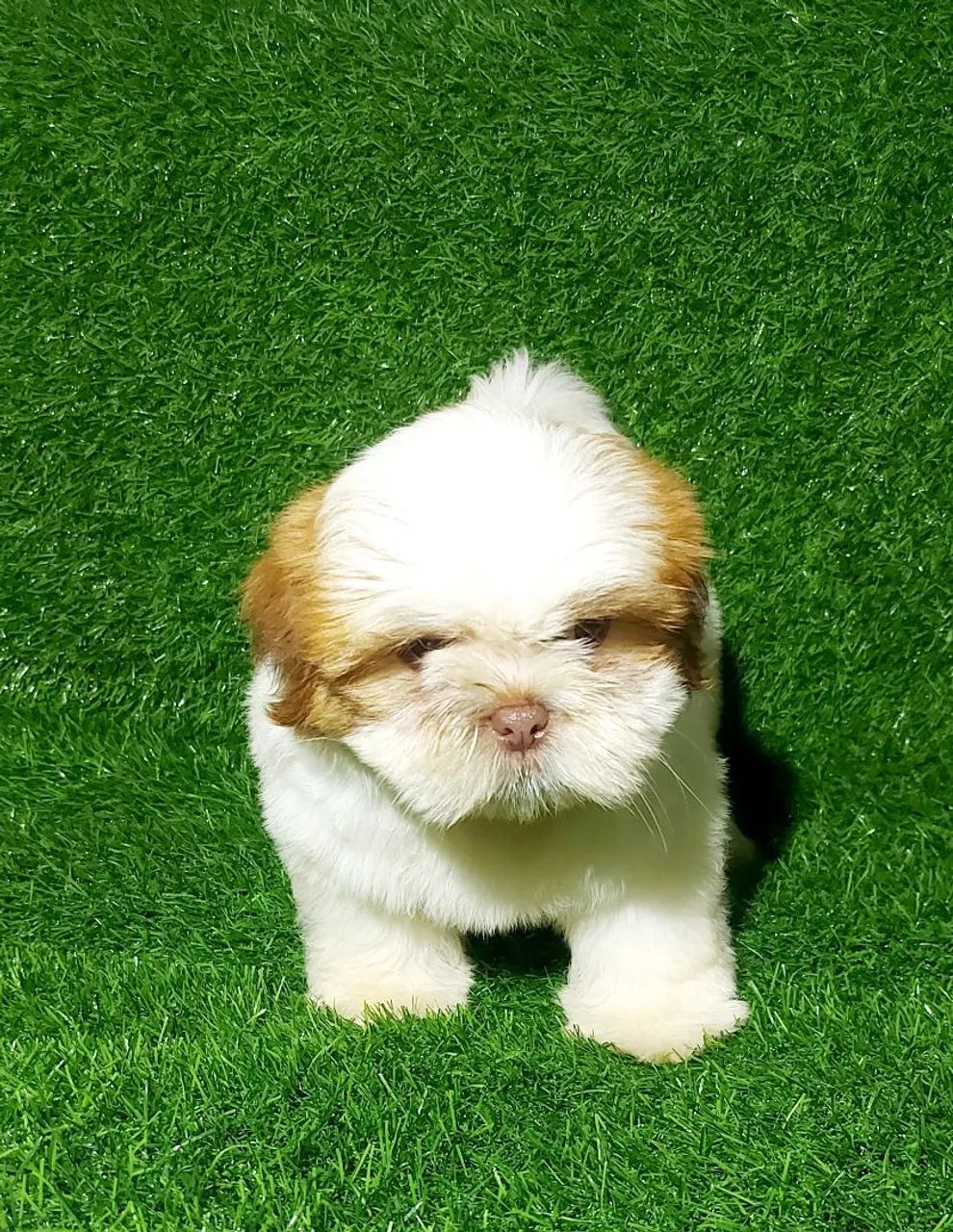 shill. maaa_ma 様 オーダー Shih-Tzu machos a pronta entrega - Cachorros - Cidade