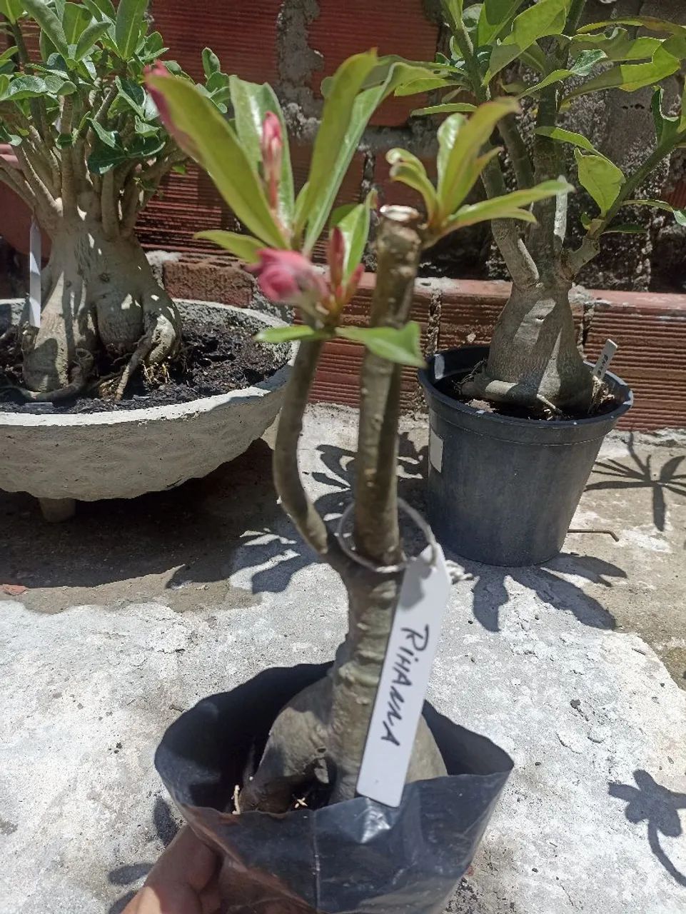 Flor do deserto - Foto 5