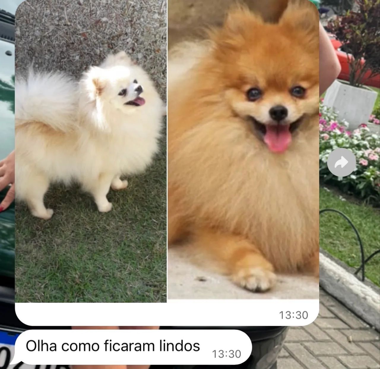Cachorro  - Foto 3