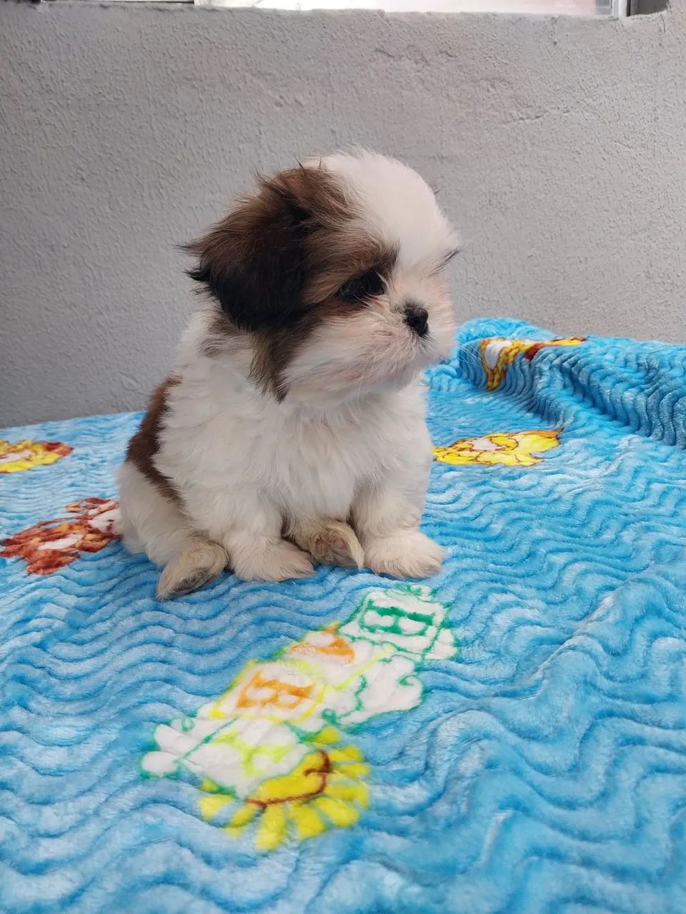 Shih-tzu Machos - Foto 2