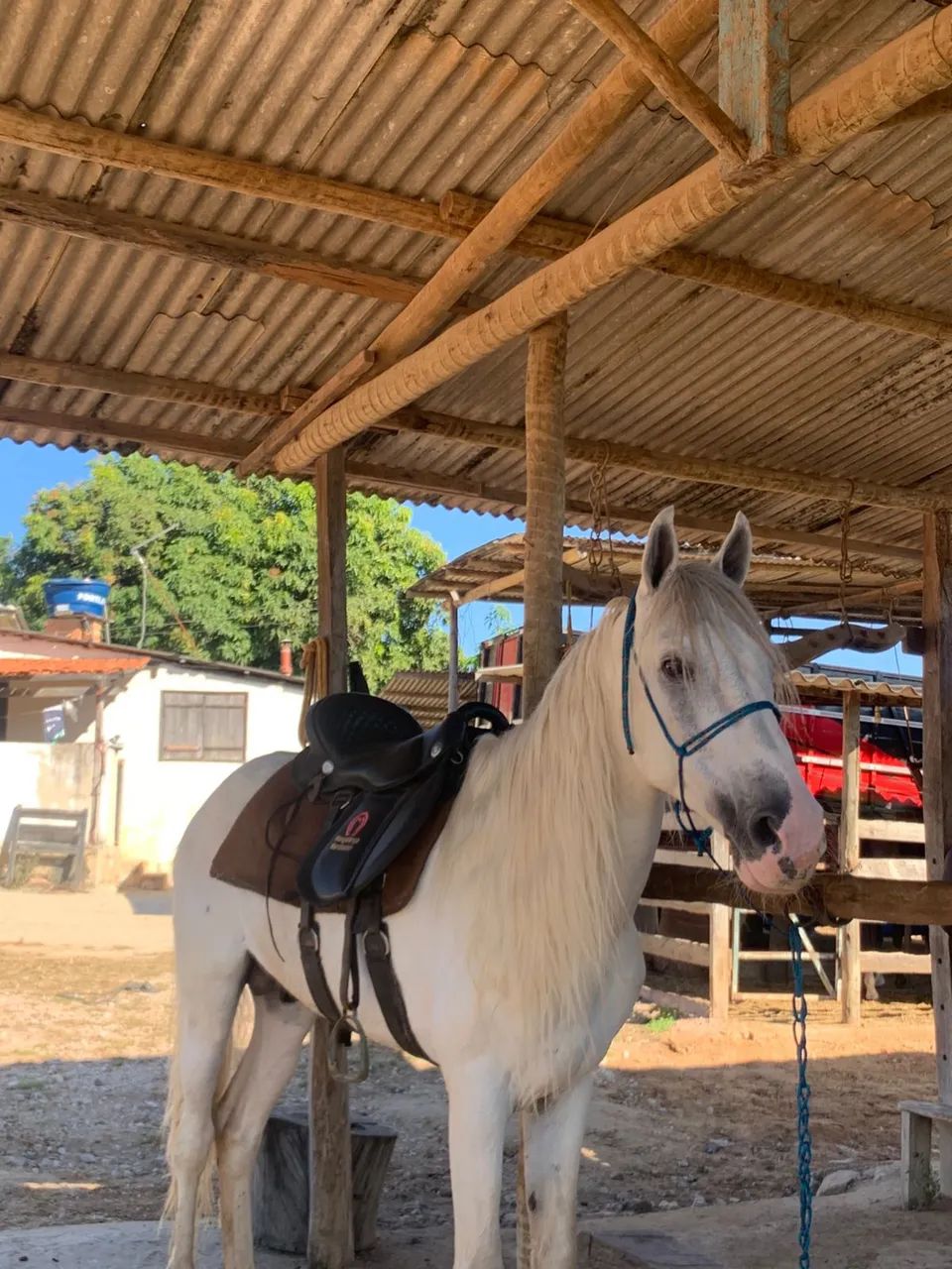 Cavalo mangalarga  - Foto 3