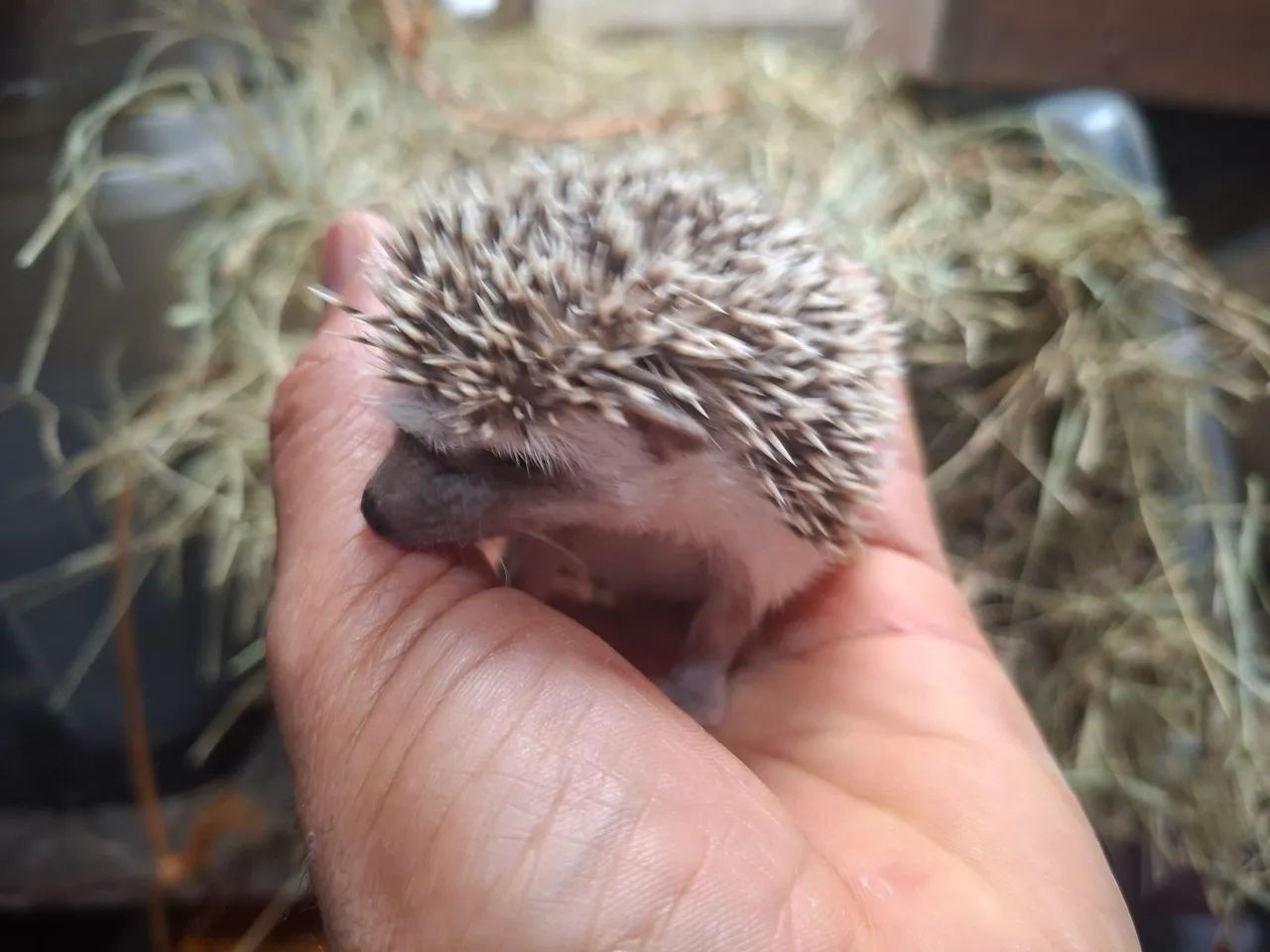 Outros animais  - Foto 3