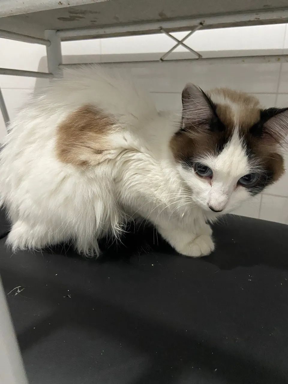 Gata resgatada - Foto 3