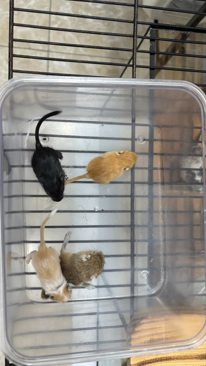 Gerbil |Esquilo da Mongólia| Gerbo  - Foto 6