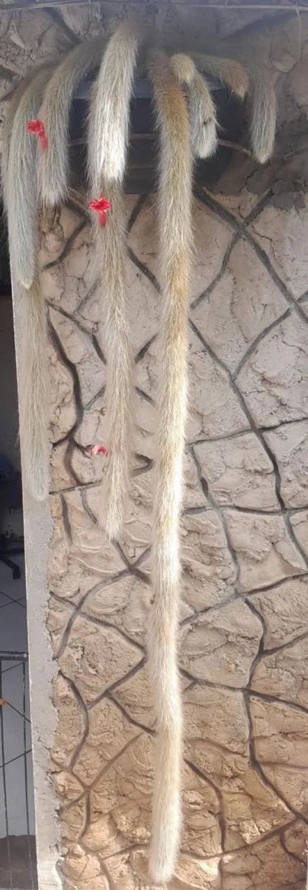 Cacto pendente 