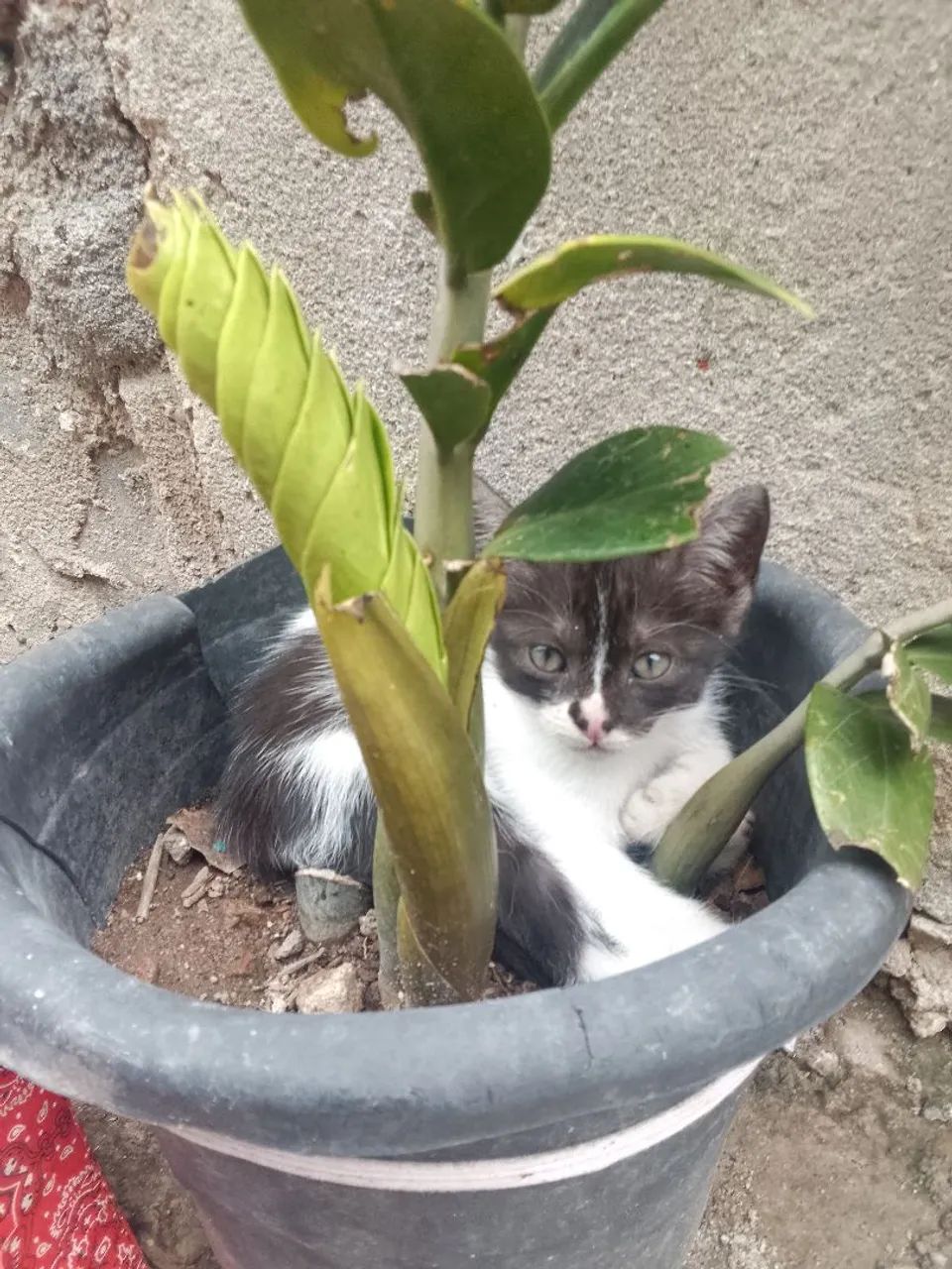 Filhotes de gato - Foto 5