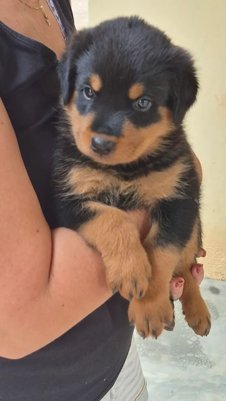 Filhotes de Rottweiler  - Foto 4