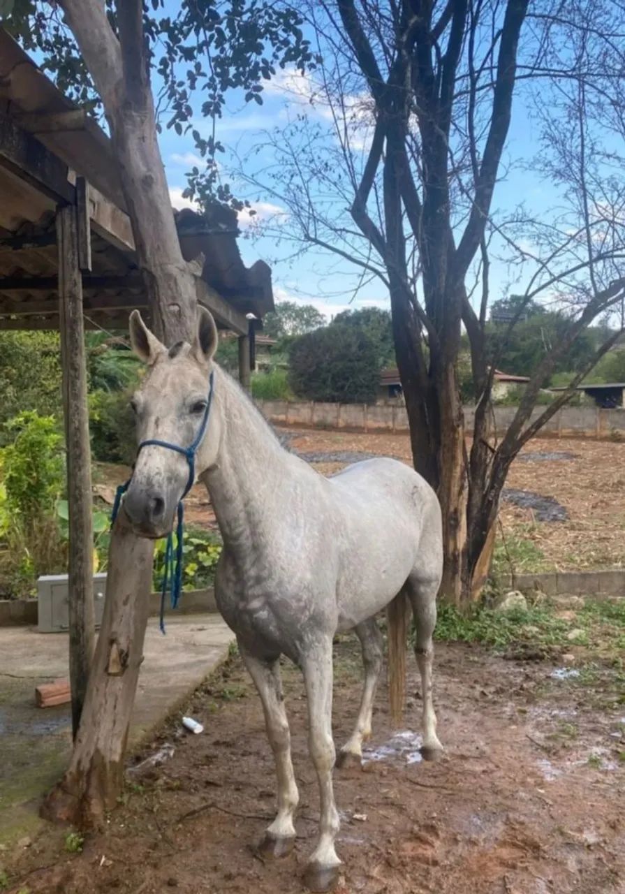Egua mangalarga  - Foto 2